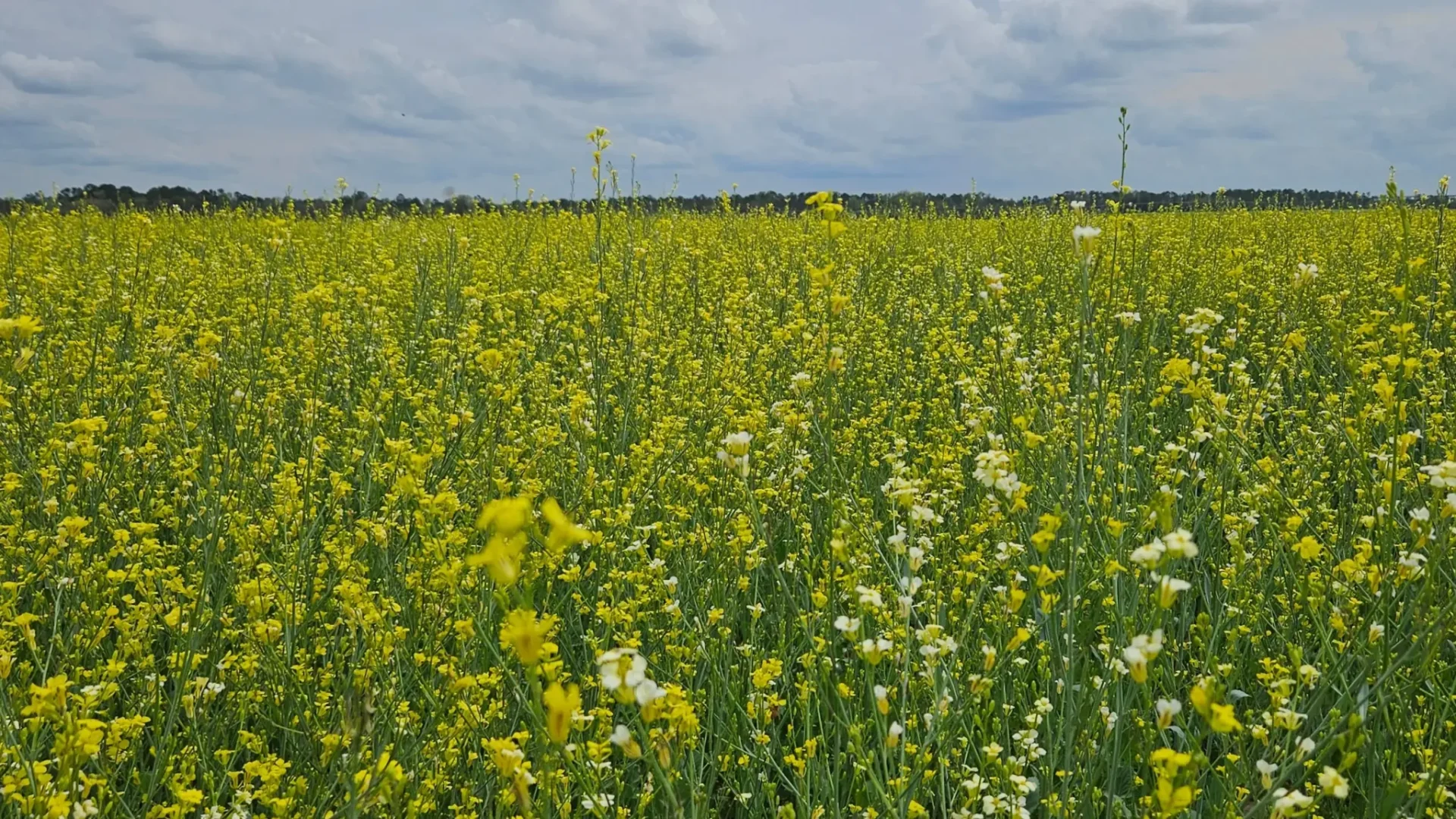 carinata icms